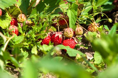 Olgun kırmızı çilekler (Fragaria ananassa) bir bahçe ortamında yemyeşil yaprakların arasında yuva yapar. Çilekler kısmen yaprakların altında saklı. Toprağa yakın büyüyorlar..