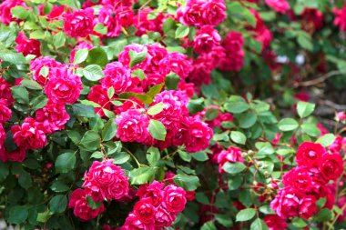 Yoğun pembe bahçe gülleri (Rosa spp.) (Orada) yemyeşildirler. Güller katmanlı taç yaprakları ve zengin pembe renkleri sergiler. Yapraklar koyu yeşil ve parlaktır, canlı çiçeklere zıt bir zıt zemin sağlar..