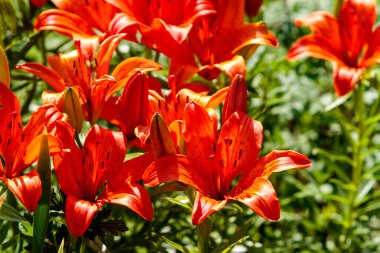 Turuncu bahçe zambakları (Lilium spp.) Taçları turuncu ve kırmızının zengin tonlarını sergiliyor. Çiçekler trompet şeklindedir. Önde gelen erkek organlar ve koyu anterlerle.. 