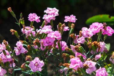 Parlak mor çiçek kümeleri güneşli bir bahçede gelişir. Fırfırlı yaprakları altındaki ince, çimen gibi yeşil yapraklarla tezat oluşturuyor. Bazı çiçekler kısmen açılır, bazıları ise tamamen açar.,