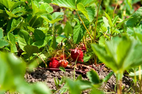 Olgun kırmızı çilekler (Fragaria ananassa) bir bahçe ortamında yemyeşil yaprakların arasında yuva yapar. Çilekler kısmen yaprakların altında saklı. Toprağa yakın büyüyorlar..