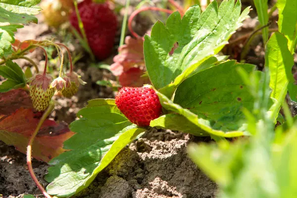 Olgun kırmızı çilekler (Fragaria ananassa) bir bahçe ortamında yemyeşil yaprakların arasında yuva yapar. Çilekler kısmen yaprakların altında saklı. Toprağa yakın büyüyorlar..