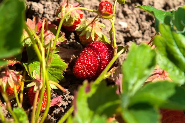 Olgun kırmızı çilekler (Fragaria ananassa) bir bahçe ortamında yemyeşil yaprakların arasında yuva yapar. Çilekler kısmen yaprakların altında saklı. Toprağa yakın büyüyorlar..