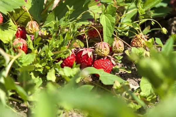 Olgun kırmızı çilekler (Fragaria ananassa) bir bahçe ortamında yemyeşil yaprakların arasında yuva yapar. Çilekler kısmen yaprakların altında saklı. Toprağa yakın büyüyorlar..