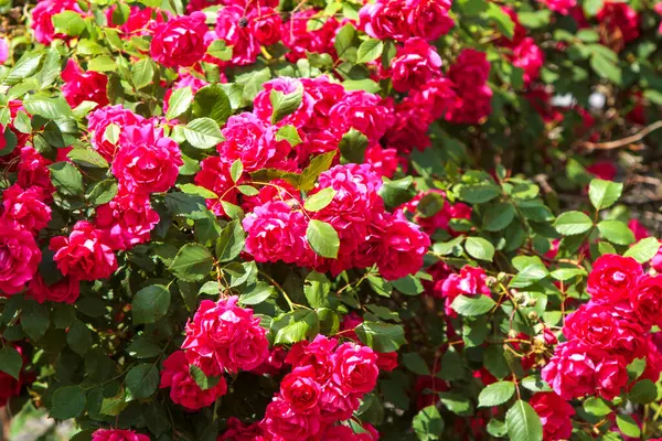 Yoğun pembe bahçe gülleri (Rosa spp.) (Orada) yemyeşildirler. Güller katmanlı taç yaprakları ve zengin pembe renkleri sergiler. Yapraklar koyu yeşil ve parlaktır, canlı çiçeklere zıt bir zıt zemin sağlar..