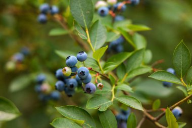 Olgun yaban mersini kümeleri (Aşı corymbosum) ince dallara tutunur. Böğürtlenler olgunlukla değişir, koyu maviden daha açık, olgunlaşmamış yeşile kadar.. 