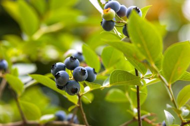 Olgun yaban mersini kümeleri (Aşı corymbosum) ince dallara tutunur. Böğürtlenler olgunlukla değişir, koyu maviden daha açık, olgunlaşmamış yeşile kadar.. 