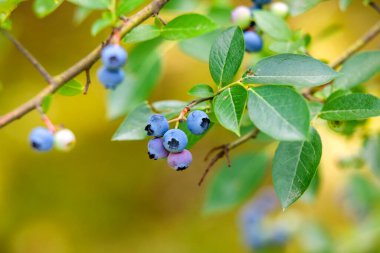 Olgun yaban mersini kümeleri (Aşı corymbosum) ince dallara tutunur. Böğürtlenler olgunlukla değişir, koyu maviden daha açık, olgunlaşmamış yeşile kadar.. 
