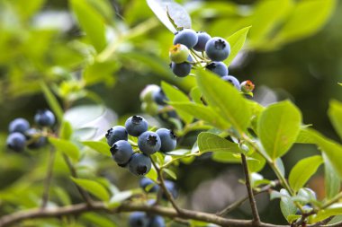 Olgun yaban mersini kümeleri (Aşı corymbosum) ince dallara tutunur. Böğürtlenler olgunlukla değişir, koyu maviden daha açık, olgunlaşmamış yeşile kadar.. 