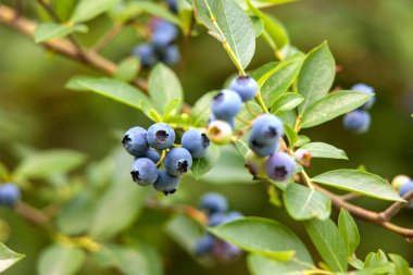 Olgun yaban mersini kümeleri (Aşı corymbosum) ince dallara tutunur. Böğürtlenler olgunlukla değişir, koyu maviden daha açık, olgunlaşmamış yeşile kadar.. 