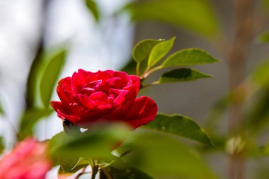 Canlı kırmızı bir gül (Rosa spp.) Merkezde, yemyeşil yapraklarla çevrili. Gülün yaprakları kadifemsi ve sıkıca katmanlıdır.. 