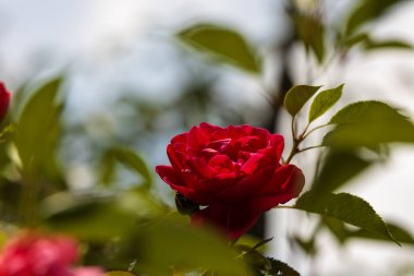 Canlı kırmızı bir gül (Rosa spp.) Merkezde, yemyeşil yapraklarla çevrili. Gülün yaprakları kadifemsi ve sıkıca katmanlıdır.. 