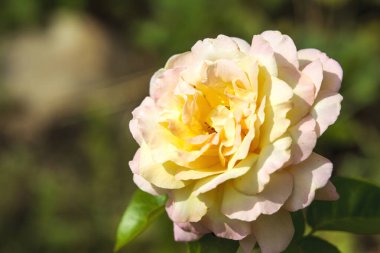Yumuşak, katmanlı taç yaprakları ile krem renkli gül, ince pembe ve sarı ipuçları sergiliyor, bulanık yeşil bir arka plana karşı dizilmiş. 