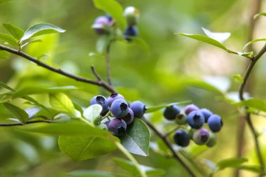 Olgun yaban mersini kümeleri (Aşı corymbosum) ince dallara tutunur. Böğürtlenler olgunlukla değişir, koyu maviden daha açık, olgunlaşmamış yeşile kadar.. 