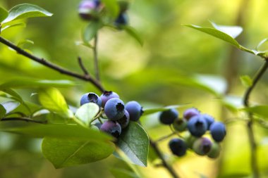 Olgun yaban mersini kümeleri (Aşı corymbosum) ince dallara tutunur. Böğürtlenler olgunlukla değişir, koyu maviden daha açık, olgunlaşmamış yeşile kadar.. 
