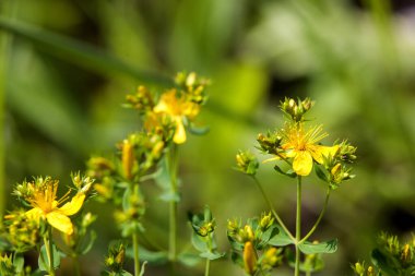 Yıldız şeklinde taç yaprakları olan parlak sarı çiçekler ve sayısız erkek organlar, Hypericum perforatum karakteristiği, yaygın olarak St. John 's Wort olarak bilinir.. 