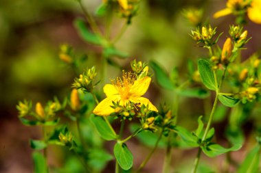 Yıldız şeklinde taç yaprakları olan parlak sarı çiçekler ve sayısız erkek organlar, Hypericum perforatum karakteristiği, yaygın olarak St. John 's Wort olarak bilinir.. 