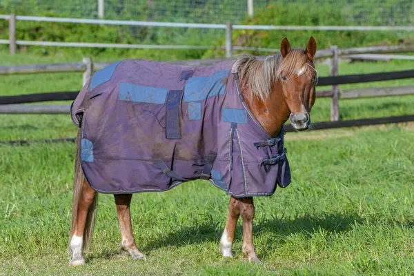 Battaniyeli at dik dik bakıyor. Çayırda yeşil, uzun çayırlarda kirli bir yağmur örtüsü giyerek dikilirken dikkatli bir yüz ifadesiyle kestane rengi bir atın tüm vücudu..