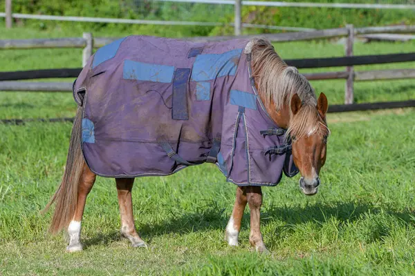 Battaniyeli at dik dik bakıyor. Çayırda yeşil, uzun çayırlarda kirli bir yağmur örtüsü giyerek dikilirken dikkatli bir yüz ifadesiyle kestane rengi bir atın tüm vücudu..