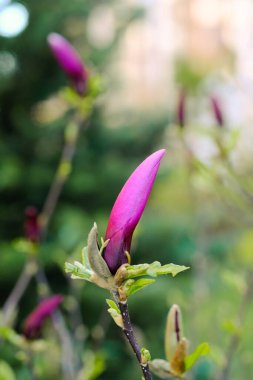 Sağlam bir ağaç dalında büyüyen canlı bir çiçeğin detaylı bir görüntüsü. Karmaşık taç yaprakları ve keskin odaklı hassas bir gövde..