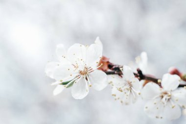 Ağaç dalında açan tek bir beyaz çiçeğin yakın plan görüntüsü, narin taç yaprakları ve canlı bir merkezi gösteriyor..