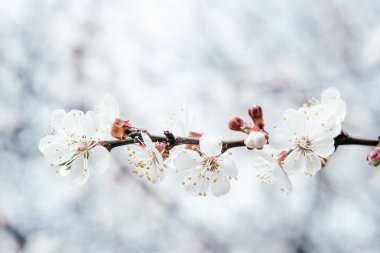 Beyaz çiçeklerle kaplı bir ağaç dalının yakın plan görüntüsü doğanın narin güzelliğini gözler önüne seriyor..