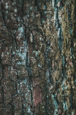 Ağacın kaba ve dokulu kabuğunun detaylı görüntüsü, karmaşık desenler ve doğal kusurları yakından gösteriyor..