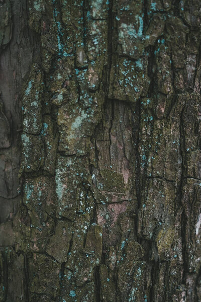 A detailed view displaying the intricate patterns and textures found on the bark of a tree, highlighting its natural beauty and rugged surface.