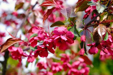 Pembe çiçeklerle dolup taşan bir ağaç, canlı ve renkli bir sahne yaratıyor..