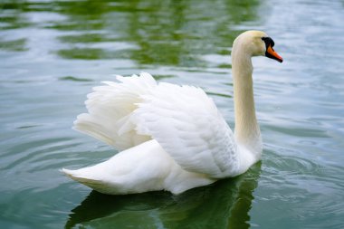 Beyaz bir kuğu zarif bir şekilde suyun sakin yüzeyinde süzülür, narin dalgalanmalar boyunca zarifçe hareket eder..