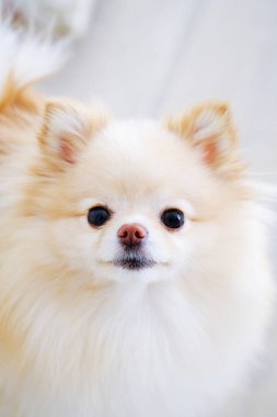 Küçük beyaz bir köpek rahat bir şekilde evdeki temiz, beyaz bir kanepenin üzerinde oturuyor, sakin ve hoşnut görünüyor..