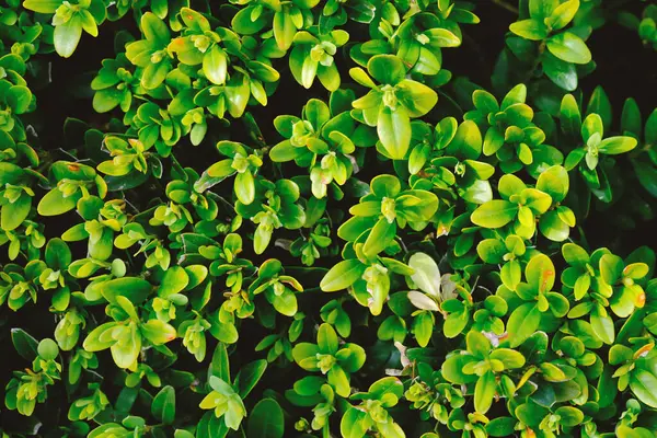 Canlı yeşil yaprakları olan bir çalılığın detaylı bir görüntüsü. Yaprakların dokusunu ve rengini gösteriyor..