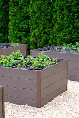 Birkaç ahşap kutu bir araya getirilmiş, her biri çeşitli yeşil bitkilerle doldurulmuş, yapılandırılmış ve organize edilmiş bir bahçe düzeneği oluşturulmuş..