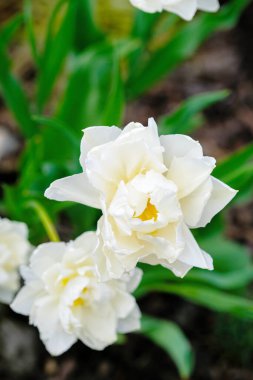 A cluster of white flowers bloom vibrantly in a well-tended garden setting, creating a visually appealing natural display. clipart