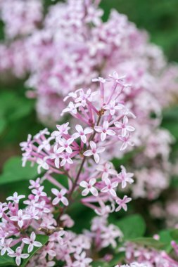 Çiçek açmış canlı mor çiçek kümesinin ayrıntılı görüntüsü.