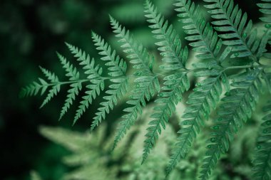 Çok sayıda yaprağı olan yemyeşil bir bitkinin yakın görüntüsü.