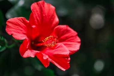 Tek bir kırmızı çiçek yemyeşil yaprakların arka planına karşı duruyor..