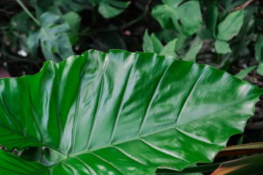 Canlı, büyük yeşil bir yaprak, sık ve yemyeşil bir orman gölgesinde sakince oturur..