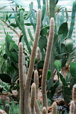 Bir bahçede birlikte büyüyen çeşitli kaktüslerden oluşan bir koleksiyon. Benzersiz şekillerini ve boyutlarını sergiliyorlar..