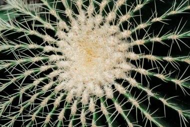 Dikenlerini, dokusunu ve karmaşık desenlerini gözler önüne seren bir kaktüsün ayrıntılı yakın çekimi..