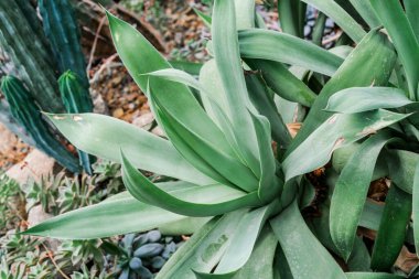 Geniş yapraklı canlı yeşil bir bitkinin detaylı görüntüsü..