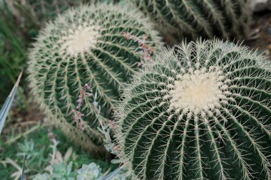 Bir tarlada dikilen kaktüs bitkisinin detaylı görüntüsü dikenli dokusunu ve canlı yeşil rengini gözler önüne seriyor..