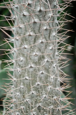 Sayısız sivri dikenle kaplı bir kaktüsün detaylı görüntüsü..