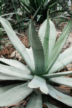 Çeşitli yönlere uzanan sayısız yaprakları olan yeşil bir bitkinin yakın görüntüsü.