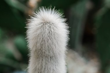 Arka planda bulanık bir bitkinin detaylı görüntüsü, yapraklarda karmaşık dokular ve desenler gösteriyor..