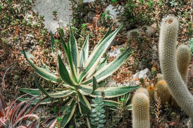 Canlı yeşil yapraklı iki bitki bir bahçede ya da açık havada yan yana konumlandırılmıştır..