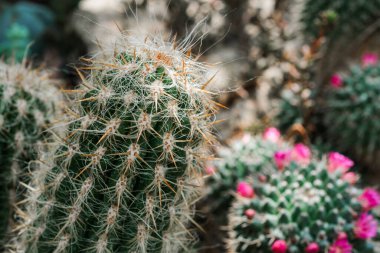 Çiçek açmış pembe çiçekler taşıyan bir kaktüs kümesi..