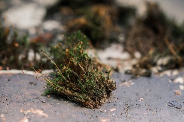 Topraktan yükselen bir bitki, durmaksızın büyüdükçe gökyüzüne doğru uzanıyor..