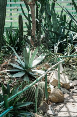 Bir kaktüs ve diğer bitkiler bir bahçede yetişir, farklı türde yapraklar ve dokular sergilerler..