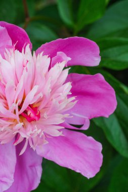 Pembe bir çiçek bu canlı doğa sahnesinde yemyeşil yaprakların arka planına karşı duruyor..